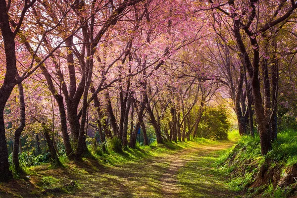 kiraz çiçeği pembe sakura Tayland ve önde gelen bir patika