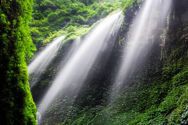 Madakaripura şelale-derin orman şelale