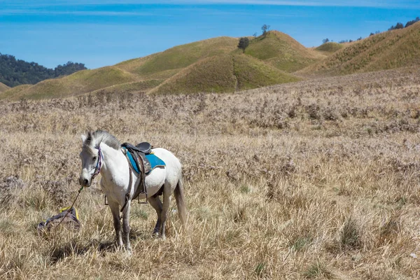 Pferdeverleih für Touristen in der Savanne am Bromo-Vulkan — Stockfoto