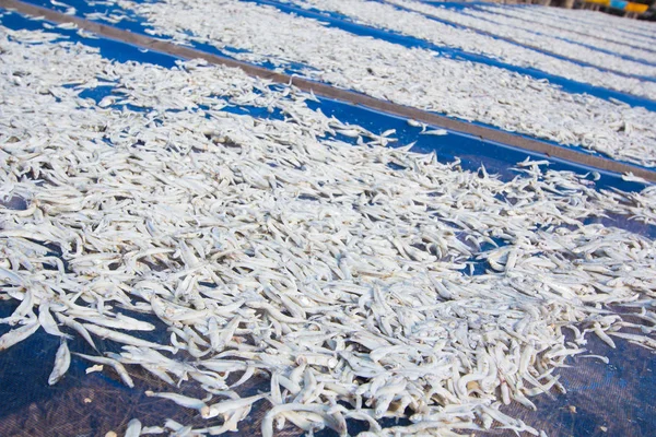 Güneş ışığı altında kurutulmuş küçük çiğ balık