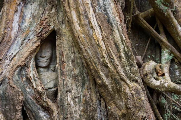 Ta Prohm gizli yüz içlerindeki ağaç — Stok fotoğraf
