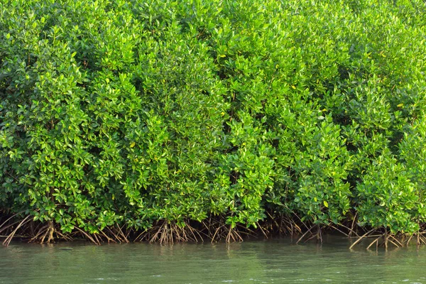 Alberi di mangrovie lungo il mare — Foto Stock