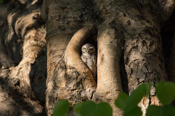 Benekli owlet kuş — Stok fotoğraf