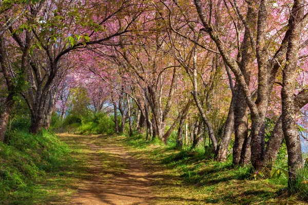 Cherry blossom pink sakura in Thailand and a footpath leading in — Stock Photo, Image