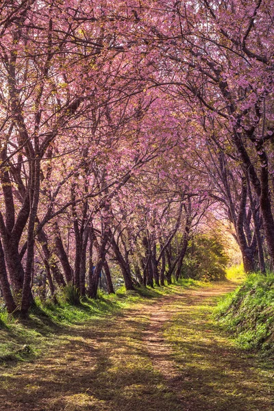 Cherry blossom pink sakura in Thailand and a footpath leading in — Stock Photo, Image