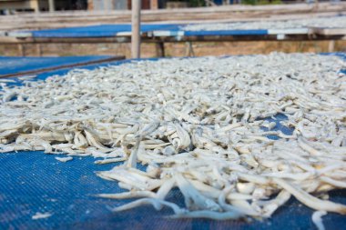 Güneş ışığı altında kurutulmuş küçük çiğ balık