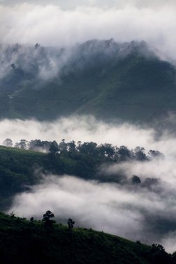 Tropikal yağmur ormanları ve dağ manzarası