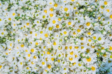 Satılık Toptan çiçek mar de renkli çiçekler arka plan