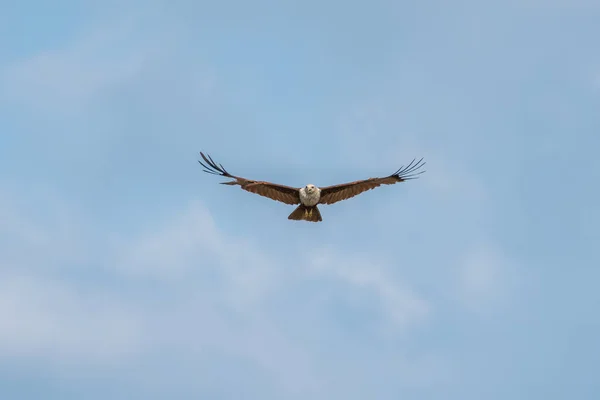 Águia falcão voando no céu azul — Fotografia de Stock