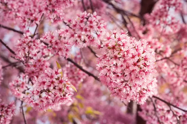 Hermosa flor rosa Sakura floreciendo — Foto de Stock
