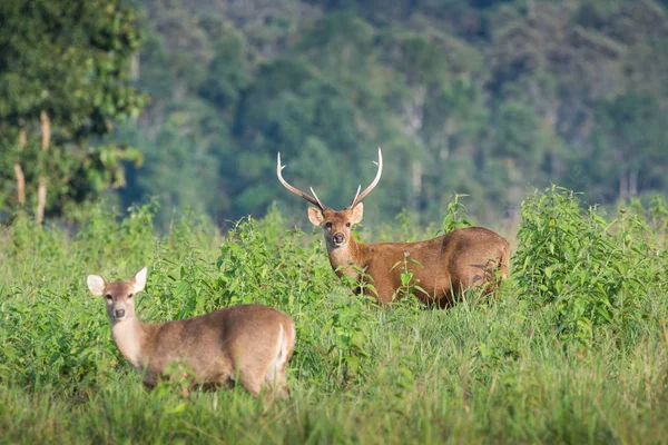 Veado de porco em campo — Fotografia de Stock