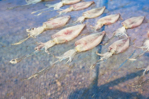 Sun Dried Squid under the sunlight — Stock Photo, Image