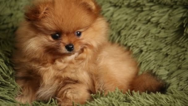 Büyüleyici Pomeranian köpek yavrusu — Stok video