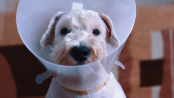 Sad dog sitting sick with vet plastic collar — Stock Video