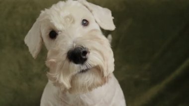 sevimli köpeği terrier