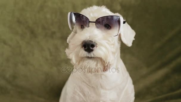 Affascinante cane terrier bianco — Video Stock