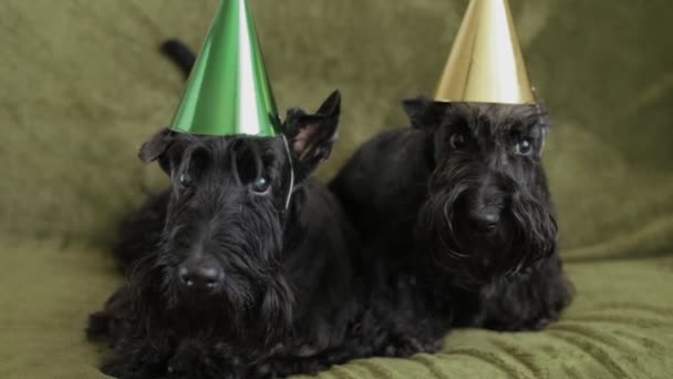 Zwei schottische Terrier auf Couch — Stockvideo