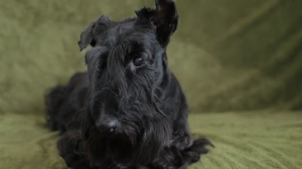 Scottish Terrier on couch — Stock Video