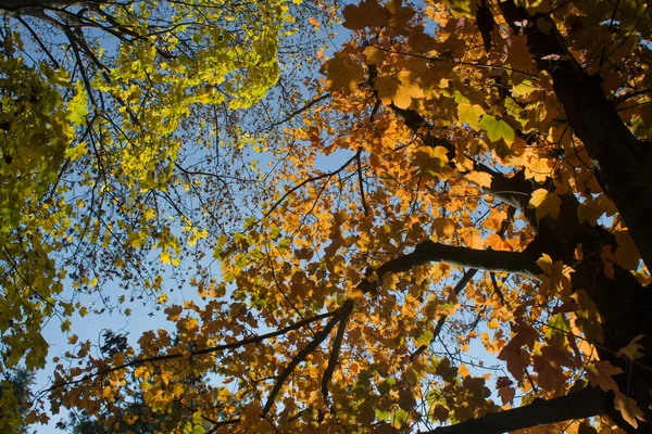 Autumn leaves in park — Stock Photo, Image