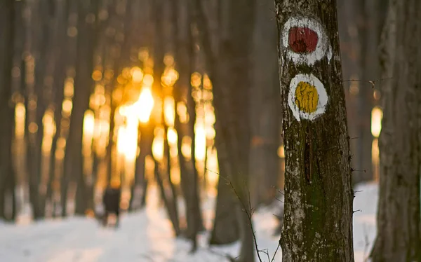 Gula och röda skyltar i skogen — Stockfoto