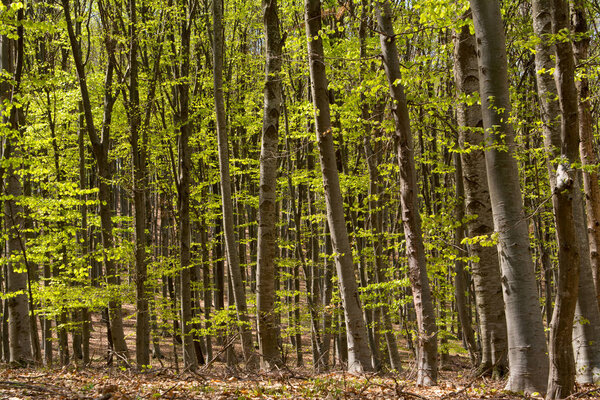 beech forest in early spring, concept of meditation landscape 