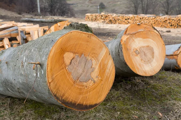 Cut Beech Tree Trunks Forest Blurred Background — Stock Photo, Image