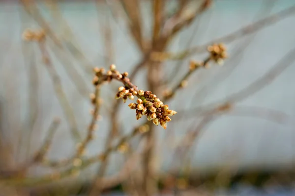 Início Primavera Brotos Árvore Ramo Com Belo Fundo Borrado — Fotografia de Stock