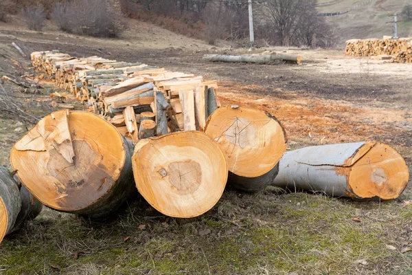 Section Firewood Logs Stacked Top Each Other Pile — Stock Photo, Image