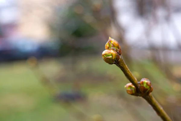 Frühlingsknospen Auf Zweigen Mit Schönem Verschwommenen Hintergrund — Stockfoto