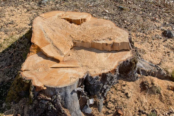 Baumstumpf Der Buche Natürlicher Umgebung Gefällt — Stockfoto