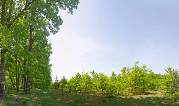 Oud Jong Groene Bomen Blauwe Hemel Natuurlijke Regeneratie Kaalslag Bosgebied — Stockfoto
