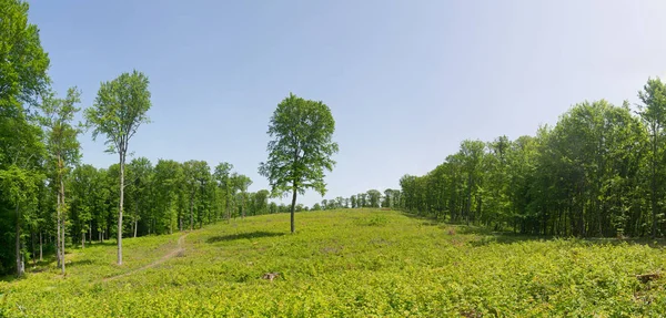 Kaalslag Gemengd Bos Blauwe Hemel Het Roemeens Ontbossing Concept — Stockfoto