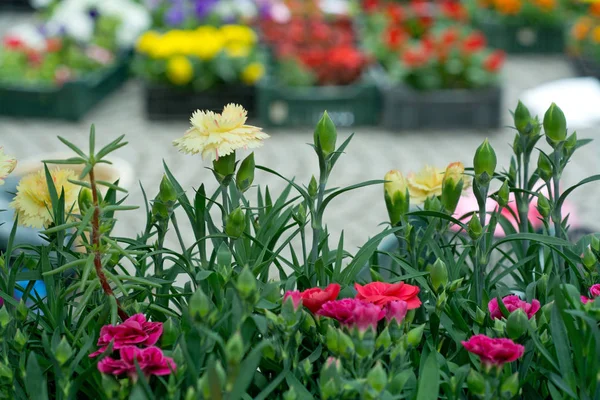 güzel parlak karanfil çiçek bahar flowerbed üzerinde yakın çekim 