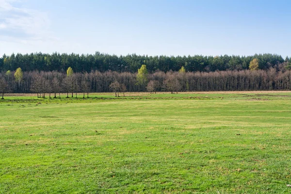 Vroege Voorjaar Bos Met Groene Weide — Stockfoto