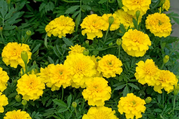 Lichte Franse Goudsbloem Spring Flowerbed Close — Stockfoto