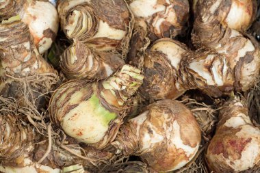 amaryllis yığını çiçek soğanları, yakın çekim