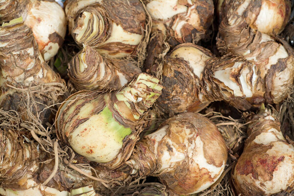 pile of amaryllis flower bulbs, close-up