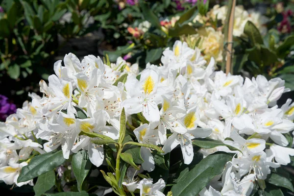 Schöne Weiße Blüten Auf Frühlingsblumenbeeten Nahaufnahme — Stockfoto