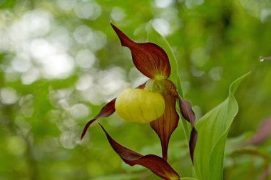 Cypripedium calceolus çiçek çayır, yakın çekim  