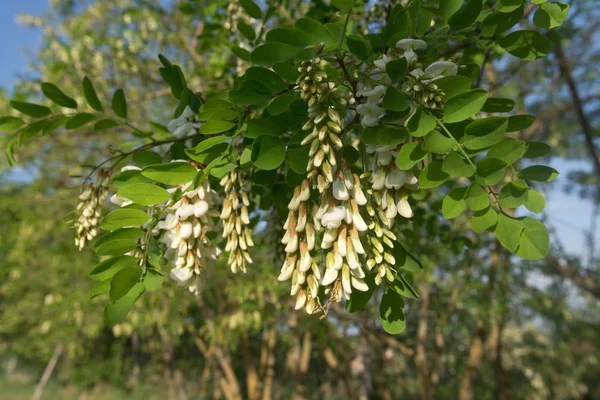 Acacia Δέντρα Λευκά Λουλούδια Και Πράσινα Φύλλα — Φωτογραφία Αρχείου