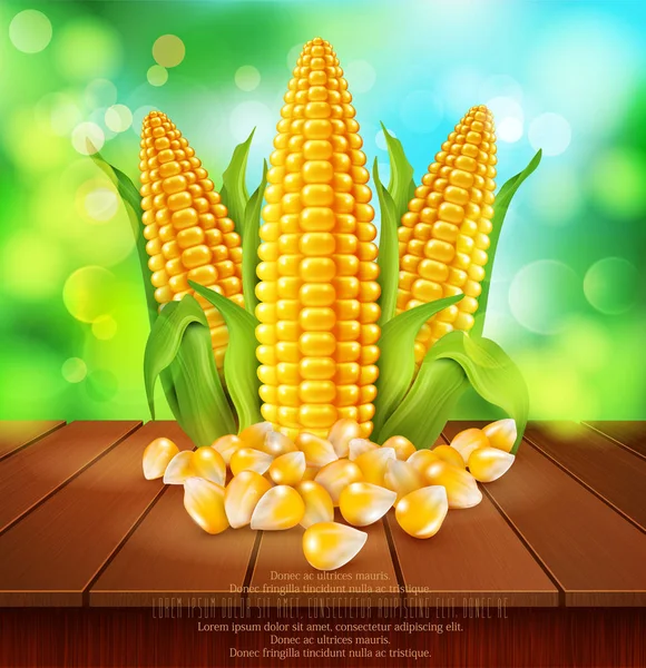 Fondo con granos y mazorcas de maíz — Vector de stock