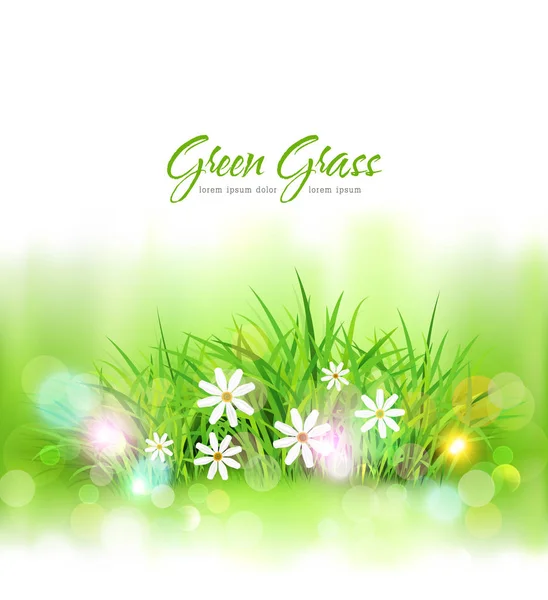 Green grass and daisies — Stock Vector