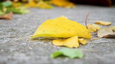 Beton yolda sonbahar yapraklarını süpüren süpürge. Yavaş çekim