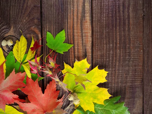 Herfst kleurrijke bladeren, eikels, op een houten textuur achtergrond — Stockfoto