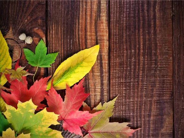 Hojas coloridas otoñales, bellotas, sobre un fondo texturizado de madera —  Fotos de Stock