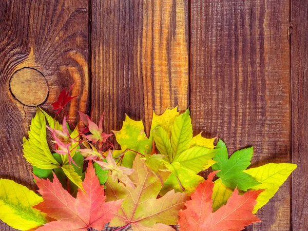 Ahşap bir arka planda sonbahar renkli yapraklar — Stok fotoğraf