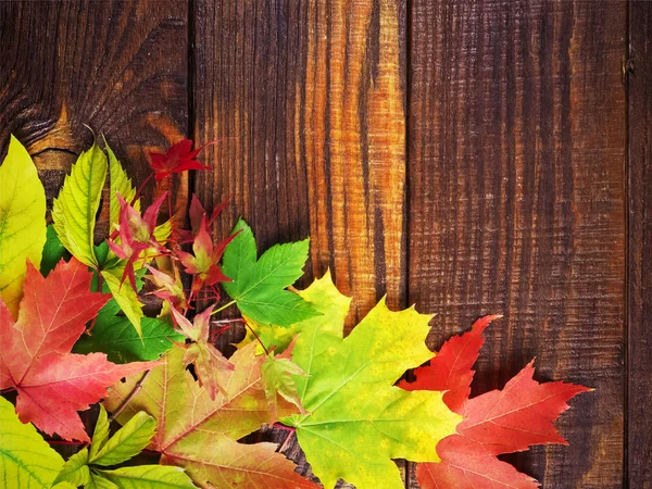 나무로 된 배경 위에 있는 가을의 다채 로운 나뭇잎 과과 자 — 스톡 사진