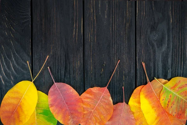 Herbstgelbe Blätter auf schwarzem, kräftigem Hintergrund. — Stockfoto