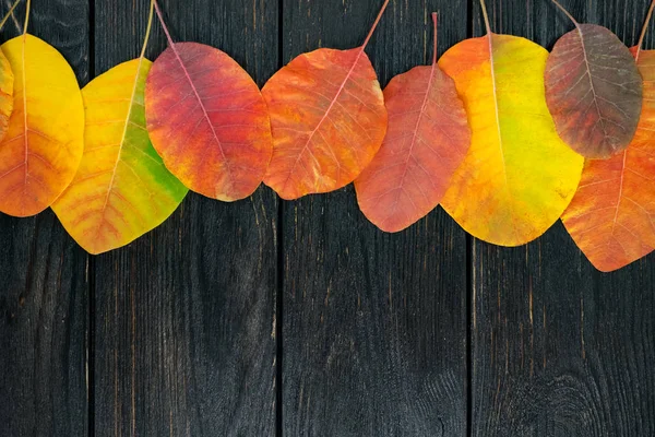 Autumn yellow leaves on a black vigorous background. — Stock Photo, Image