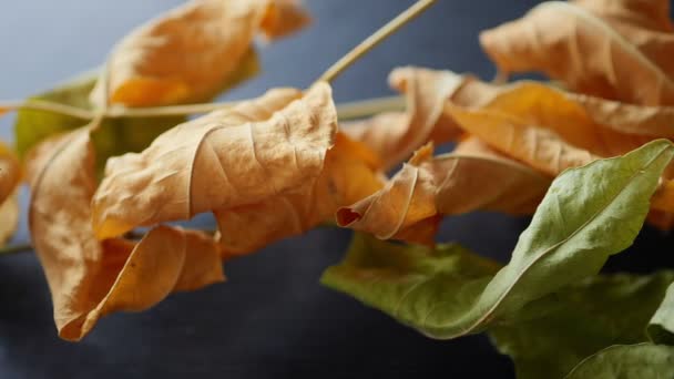 Hojas secas de otoño amarillas y verdes. Primer plano. Movimiento de cámara de derecha a izquierda — Vídeos de Stock